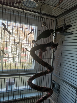 Maximilianpapagei  Bild 2