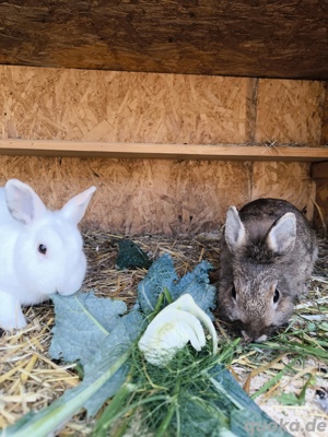 Kleintierpension Zwergkanninchen Meerschweinchen 