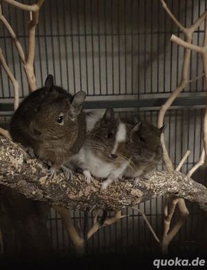 3 Degus