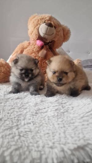 Zwergspitz,Pomeranien verkaufen 