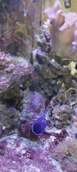 Meerwasser Aquarium komplett VHB Bild 2