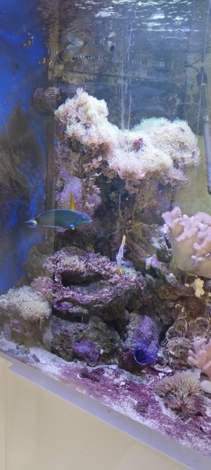 Meerwasser Aquarium komplett VHB Bild 8