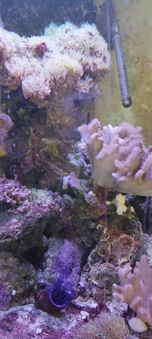 Meerwasser Aquarium komplett VHB Bild 7