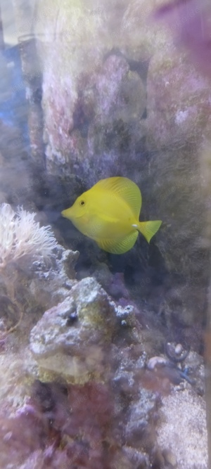 Meerwasser Aquarium komplett VHB