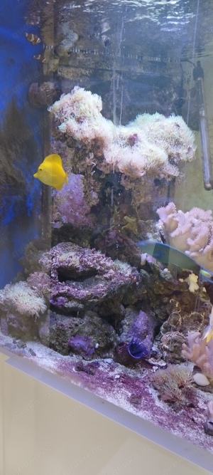 Meerwasser Aquarium komplett VHB Bild 4