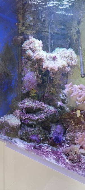 Meerwasser Aquarium komplett VHB Bild 6