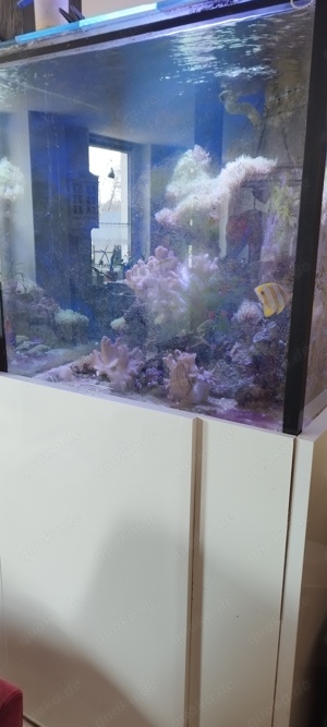 Meerwasser Aquarium komplett VHB Bild 5