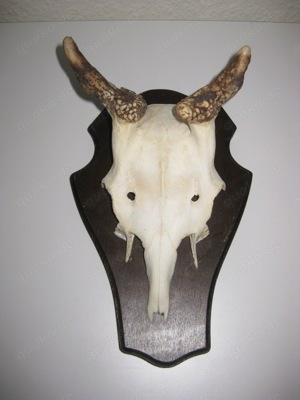 Wunderschön kapitaler Rehbock Hirsch Geweih Hirschgeweih Gehörn Abwurfstangen Reh TOP