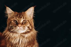 Deckkater Maine Coon Bild 4
