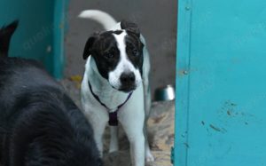 Scheuer Merlin sucht geduldiges Zuhause Bild 6