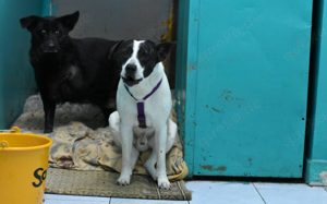 Scheuer Merlin sucht geduldiges Zuhause Bild 2