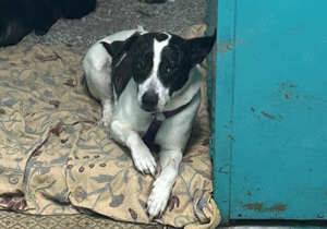 Scheuer Merlin sucht geduldiges Zuhause Bild 5