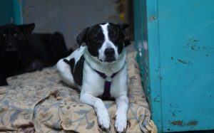 Scheuer Merlin sucht geduldiges Zuhause Bild 3