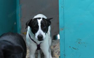 Scheuer Merlin sucht geduldiges Zuhause Bild 4