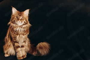 Deckkater Maine Coon Bild 3