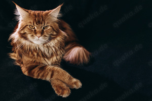 Deckkater Maine Coon Bild 2
