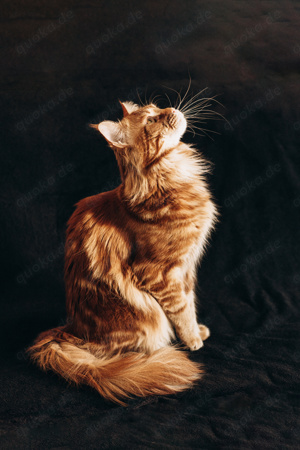 Deckkater Maine Coon Bild 5