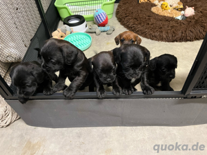 Pudelmix aus Frenchi x Zwergpudel suchen Adoptiveltern.