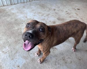 Bezaubernde Seniorin JELENA sucht ihr Altersruheplätzchen! Bild 5