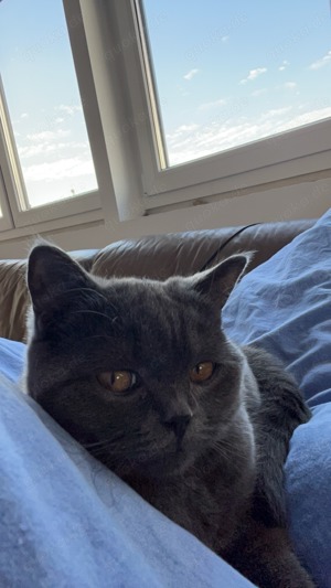 Zwei liebe Britisch Kurzhaar Katzen