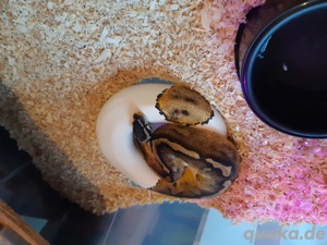 0.1 Python Regius   Königspython 