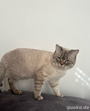 Deckkater BKH reinrassig mit blauen Augen