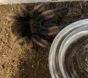 Brachypelma emilia (Orangebein-Vogelspinne bzw. Rotbein-Vogelspinne) - 0.1