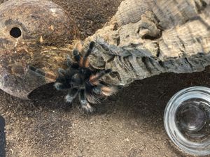 Brachypelma emilia (Orangebein-Vogelspinne bzw. Rotbein-Vogelspinne) - 0.1 Bild 2