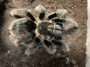Brachypelma albopilosum bzw. Tliltocatl albopilosum (Kraushaar-Vogelspinne) - 0.1 Adult