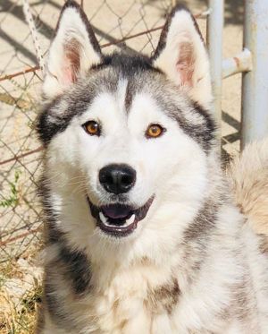 Husky Hündin La Luna wartet auf DICH! 