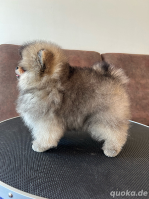 Pomeranian Zwergspitz Welpen mit Ahnentafel   aus gesunder, vereinsgeprüfter Zucht!