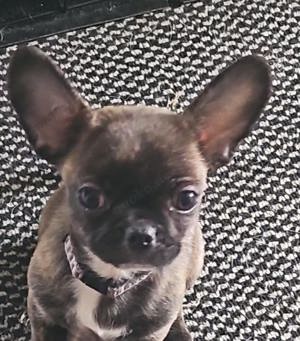Bullhuahua Mexican Frenschies Französische Bulldogge Chihuahua Mix mü
