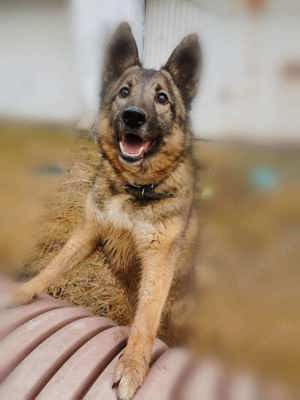 Energiebündel mit Hundeblick 