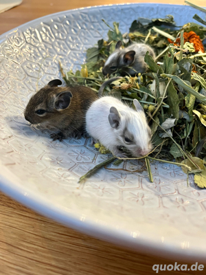 Degu, Degus suchen neuen Körnergeber