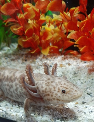 Axolotl Axantic Copper  Bild 4