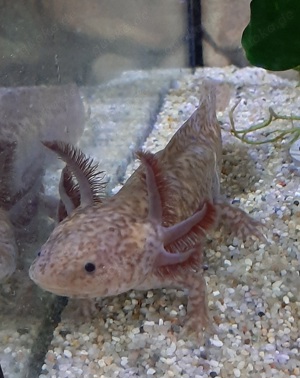 Axolotl Axantic Copper  Bild 5