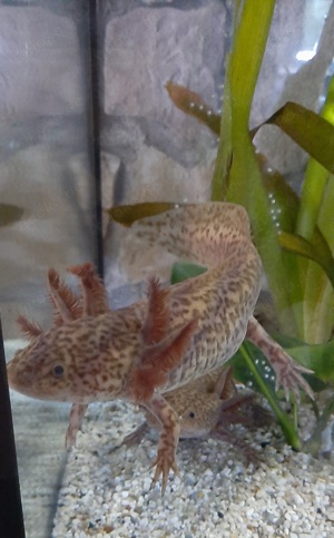 Axolotl Axantic Copper  Bild 6