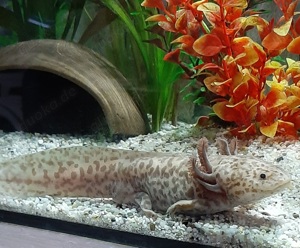 Axolotl Axantic Copper  Bild 8