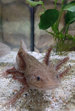 Axolotl Axantic Copper  Bild 7