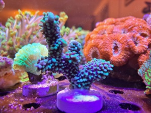 Korallenableger Bild 3