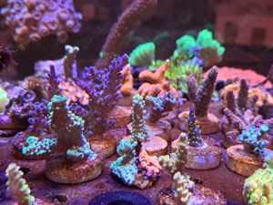 Korallenableger Bild 5