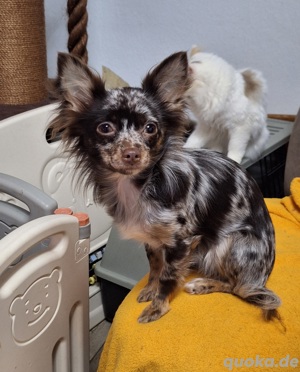 hübsche Chihuahua Dame in Schoko Merle abzugeben