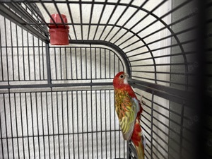 Rosella papagei 