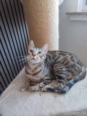 Bengal Katze 