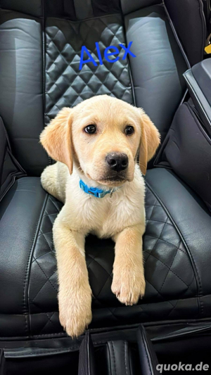 Labrador Welpen 