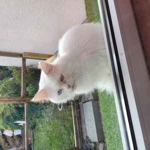 Tauber Bowie sucht ein Zuhause mit gesichertem Garten Bild 3