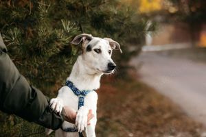 Süße Bimka sucht liebevolles Zuhause Bild 9