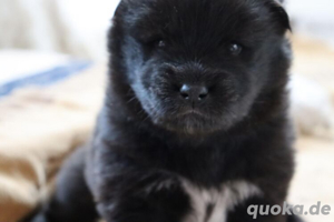 Eurasier Welpe 