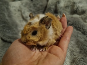 3 weibliche meerschweinchen 