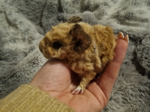 Meerschweinchen Babys 